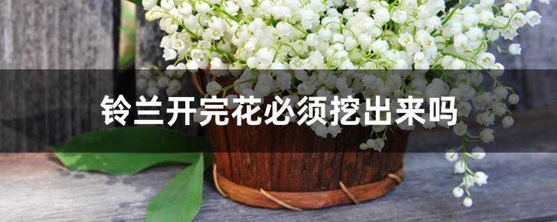 铃兰开完花必须挖出来吗 铃兰开完花必须挖出来吗