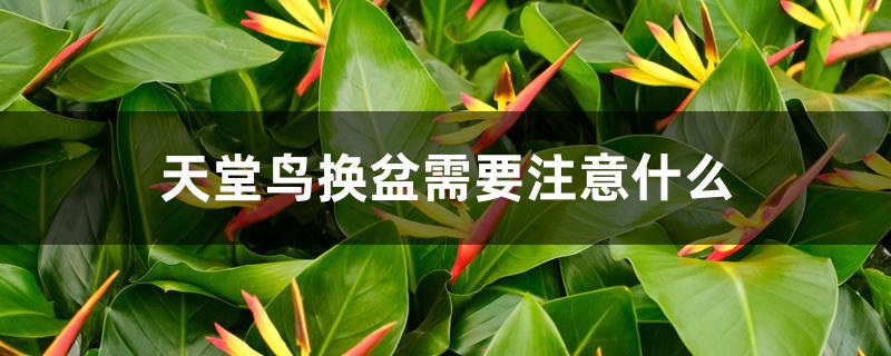 天堂鸟换盆需要注意什么 天堂鸟换盆需要注意什么
