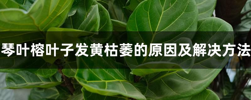 琴叶榕叶子发黄枯萎的原因及解决方法 琴叶榕叶子发黄枯萎的原因及解决方法