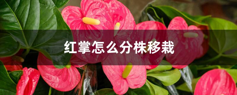 红掌怎么分株移栽 红掌怎么分株移栽