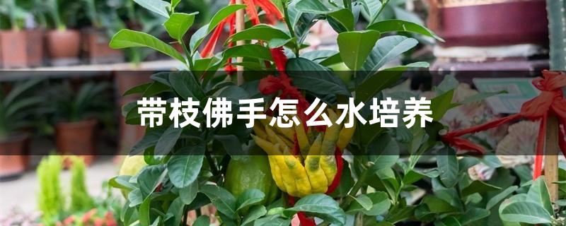 带枝佛手怎么水培养 带枝佛手怎么水培养
