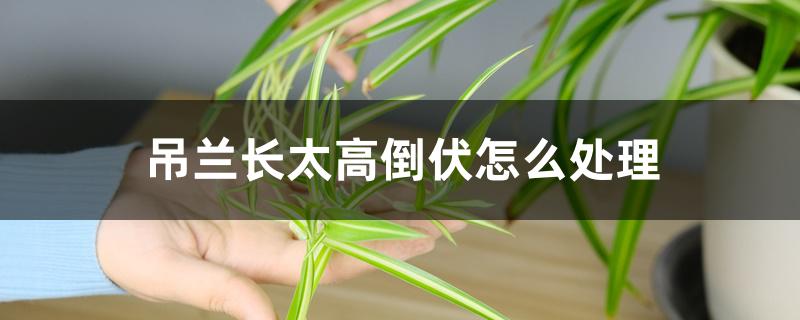 吊兰长太高倒伏怎么处理 吊兰长太高倒伏怎么处理
