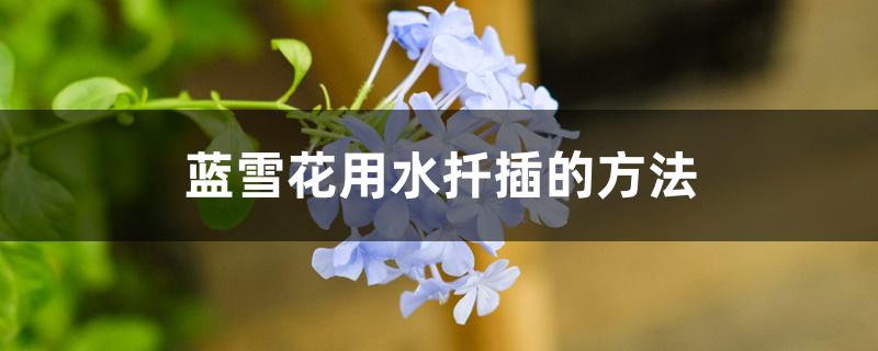 蓝雪花用水扦插的方法 蓝雪花用水扦插的方法
