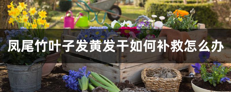 凤尾竹叶子发黄发干如何补救怎么办 凤尾竹叶子发黄发干如何补救怎么办