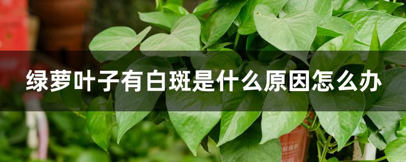 绿萝叶子有白斑是什么原因怎么办 绿萝叶子有白斑是什么原因怎么办