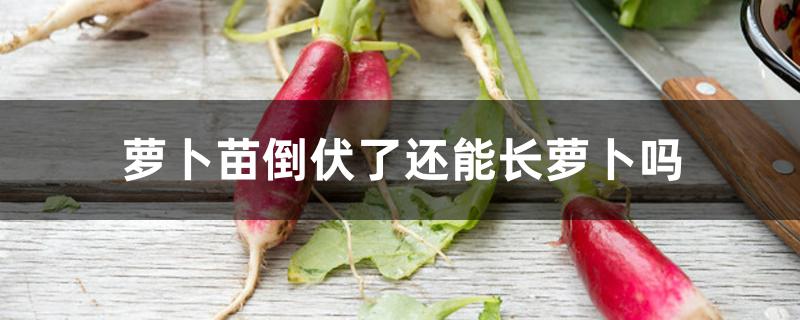萝卜苗倒伏了还能长萝卜吗 萝卜苗倒伏了还能长萝卜吗