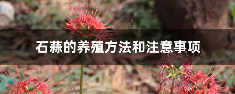 石蒜的养殖方法和注意事项 石蒜的养殖方法和注意事项
