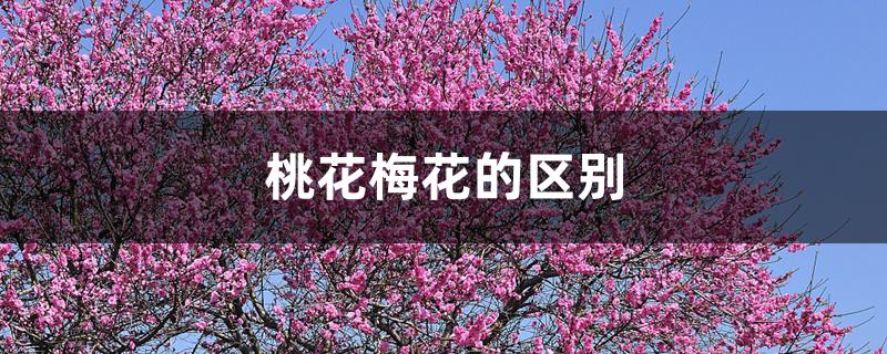 梅花和桃花的区别 梅花和桃花的区别