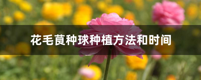 花毛茛种球种植方法和时间 花毛茛种球种植方法和时间