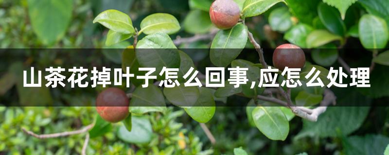 山茶花掉叶子怎么回事,应怎么处理 山茶花掉叶子怎么回事,应怎么处理