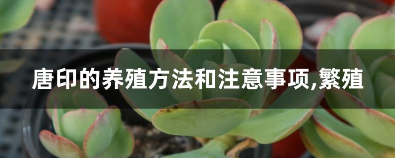 唐印的养殖方法和注意事项 唐印的养殖方法和注意事项