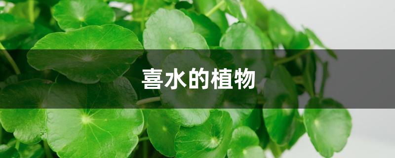 喜水的植物 喜水的植物