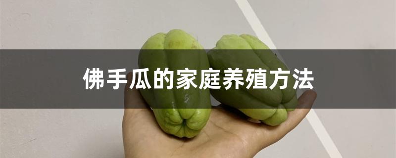 佛手瓜的家庭养殖方法 佛手瓜的家庭养殖方法