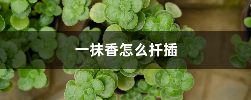 一抹香怎么扦插 一抹香怎么扦插