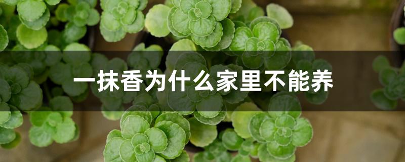 一抹香为什么家里不能养 一抹香为什么家里不能养