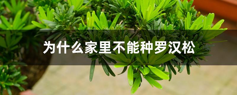 为什么家里不能种罗汉松 为什么家里不能种罗汉松