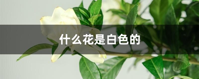 什么花是白色的 什么花是白色的