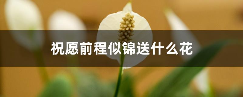 祝愿前程似锦送什么花 祝愿前程似锦送什么花
