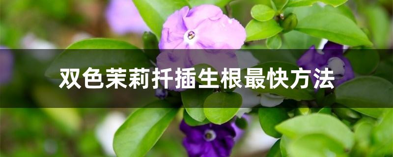 双色茉莉扦插生根最快方法 双色茉莉扦插生根最快方法