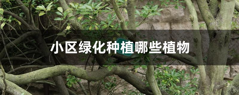 小区绿化种植哪些植物 小区绿化种植哪些植物