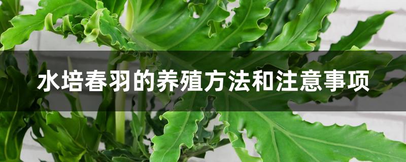 水培春羽的养殖方法和注意事项 水培春羽的养殖方法和注意事项