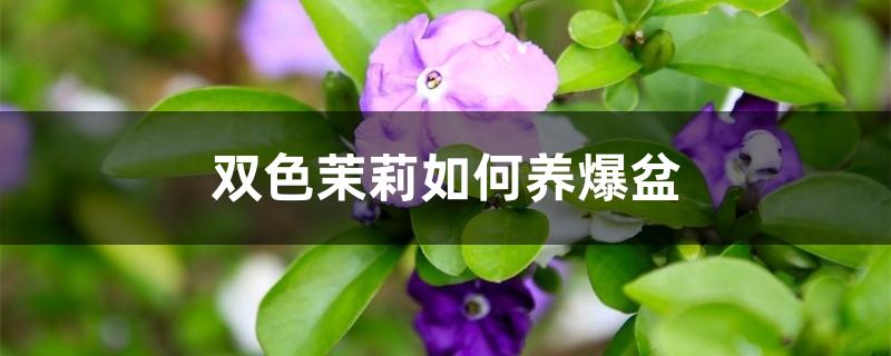 双色茉莉如何养爆盆 双色茉莉如何养爆盆