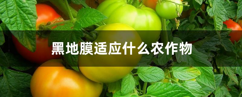 黑地膜适应什么农作物 黑地膜适应什么农作物