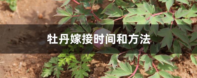 牡丹嫁接时间和方法 牡丹嫁接时间和方法