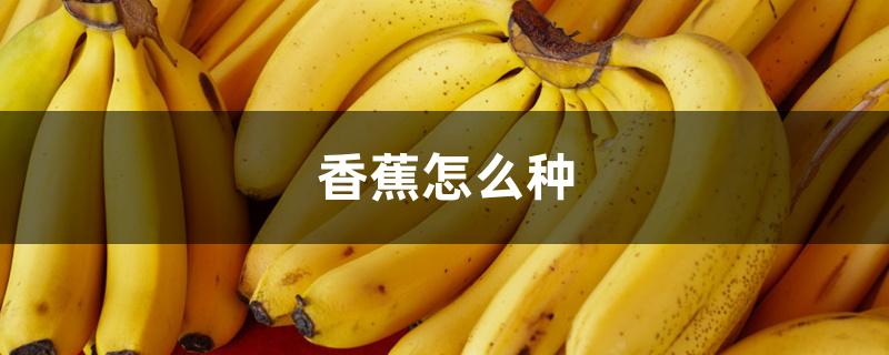 香蕉怎么种 香蕉怎么种