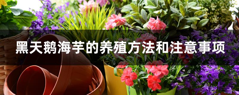 黑天鹅海芋的养殖方法和注意事项 黑天鹅海芋的养殖方法和注意事项