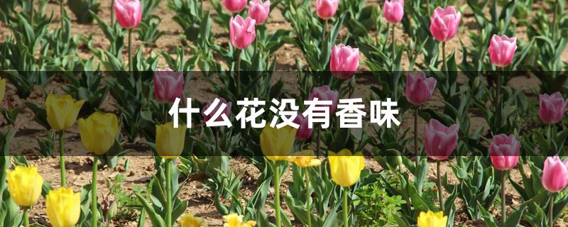 什么花没有香味 什么花没有香味