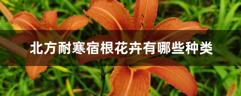 北方耐寒宿根花卉有哪些种类 北方耐寒宿根花卉有哪些种类