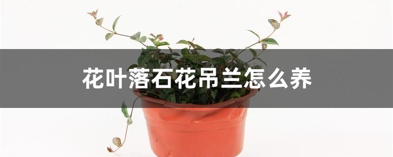 花叶络石吊兰怎么养
