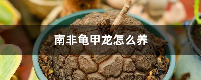 南非龟甲龙怎么养 南非龟甲龙怎么养