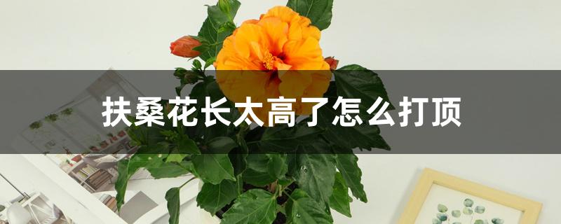 扶桑花长太高了怎么打顶 扶桑花长太高了怎么打顶