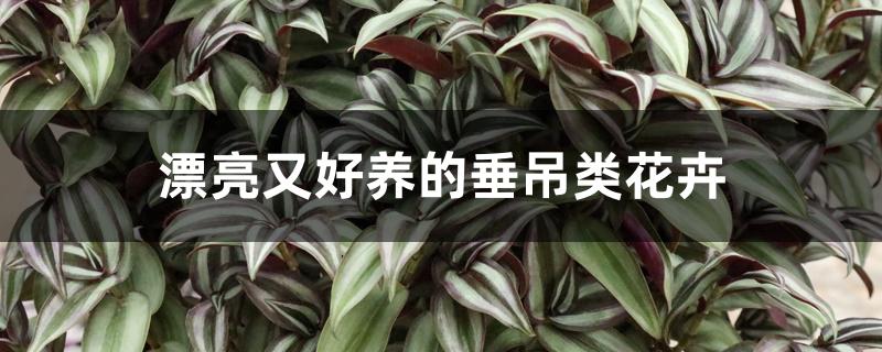 漂亮又好养的垂吊类花卉 漂亮又好养的垂吊类花卉