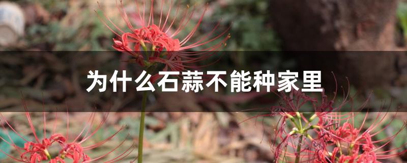 为什么石蒜不能种家里