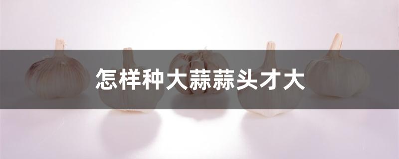 怎样种大蒜蒜头才大 怎样种大蒜蒜头才大