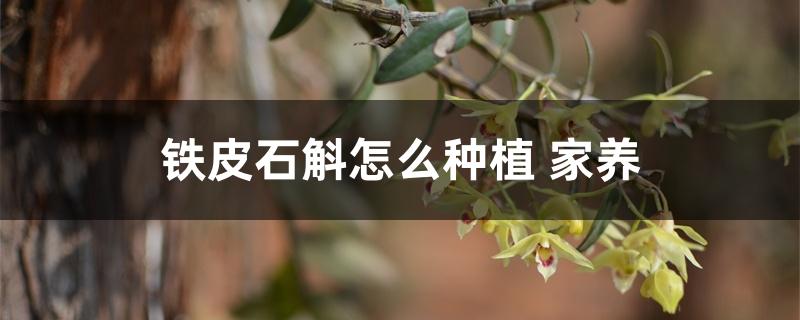 铁皮石斛怎么种植 家养 铁皮石斛怎么种植 家养