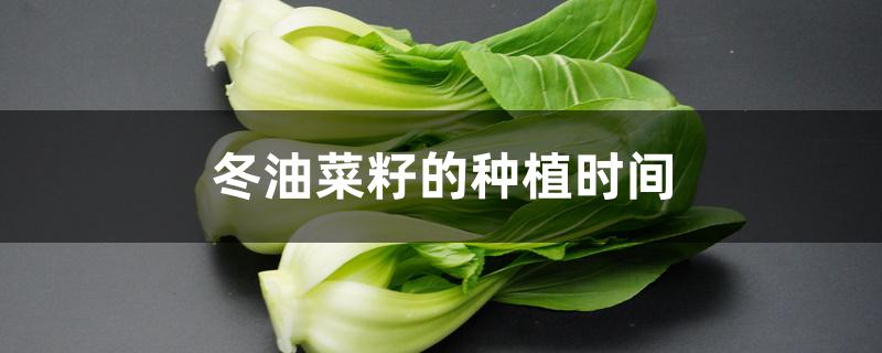 冬油菜籽的种植时间 冬油菜籽的种植时间