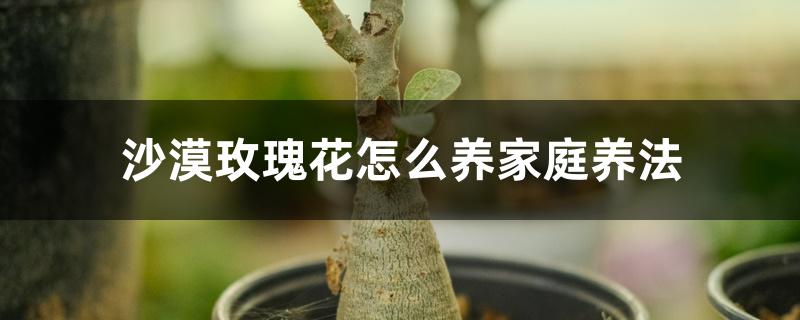沙漠玫瑰花怎么养家庭养法