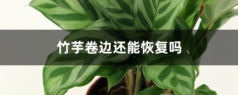 竹芋卷边还能恢复吗 竹芋卷边还能恢复吗