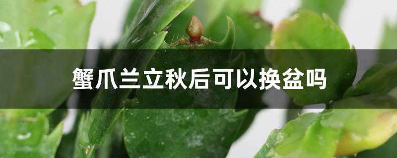 蟹爪兰立秋后可以换盆吗 蟹爪兰立秋后可以换盆吗