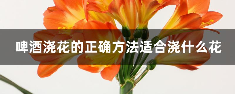 啤酒浇花的正确方法适合浇什么花 啤酒浇花的正确方法适合浇什么花