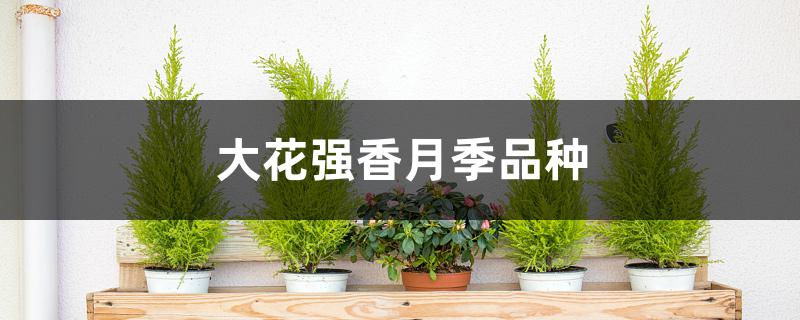 大花强香月季品种 大花强香月季品种