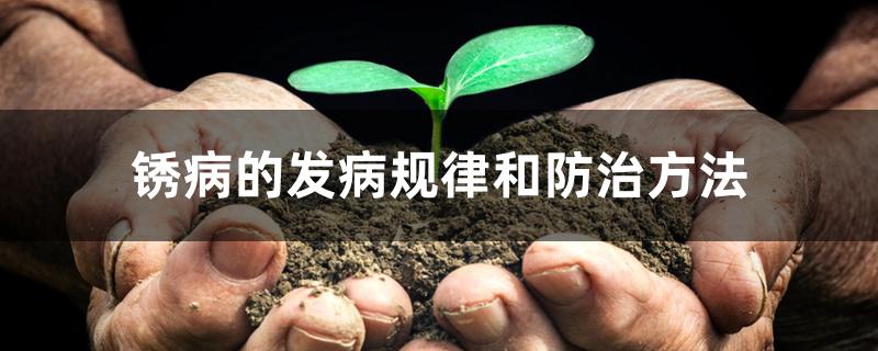 锈病的发病规律和防治方法 锈病的发病规律和防治方法