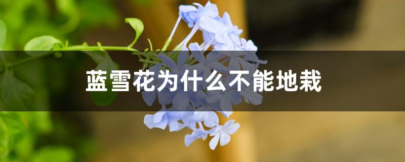 蓝雪花为什么不能地栽 蓝雪花为什么不能地栽