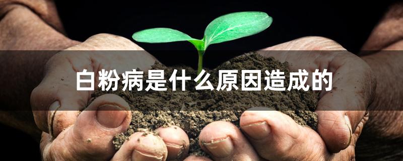 白粉病是什么原因造成的 白粉病是什么原因造成的