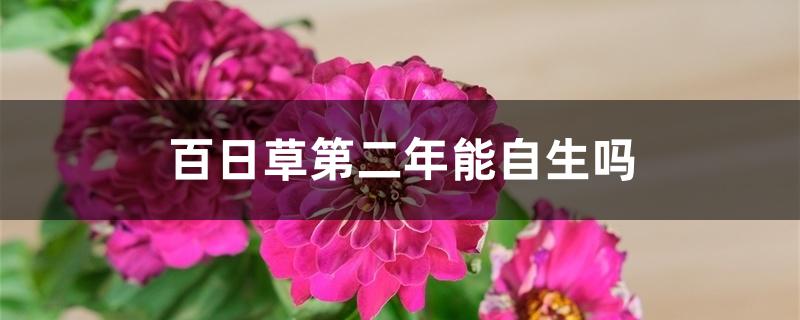 百日草第二年能自生吗 百日草第二年能自生吗