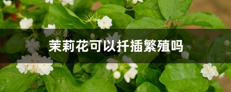 茉莉花可以扦插繁殖吗 茉莉花可以扦插繁殖吗
